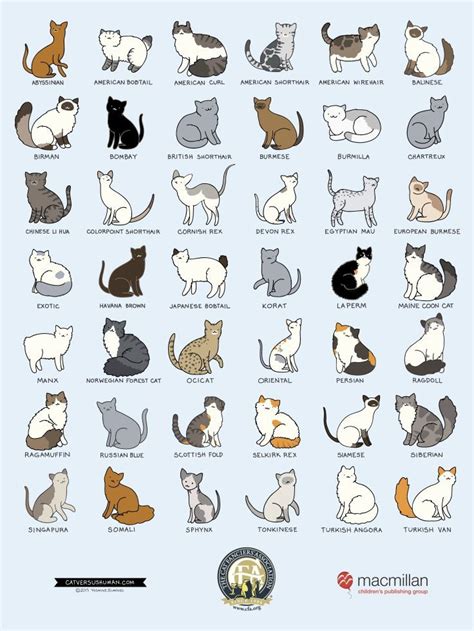 THE CATS BREEDS | Cat breeds with pictures, Cat breeds, Cat breeds chart