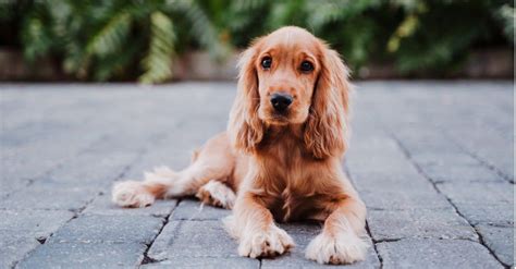 Cocker Spaniel - A-Z Animals