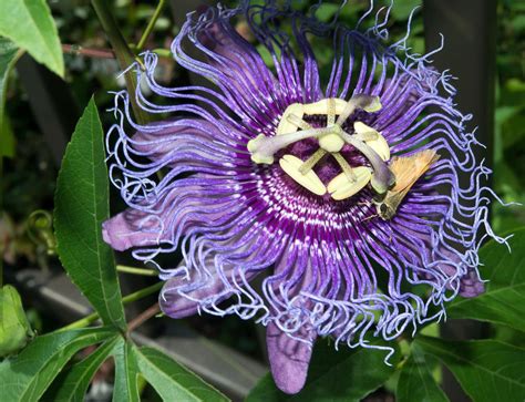 Maypop Passion Flower Seeds Packet Indoor Flowering House | Etsy