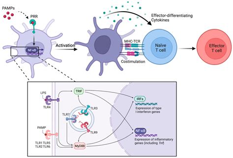 The Role Of Dendritic Cells In The Immunomodulation To, 51% OFF