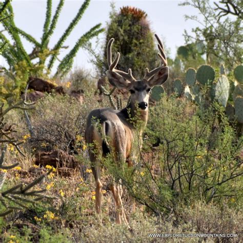 TUCSON WILDLIFE PHOTO GALLERY - Explore the Tucson Mountains