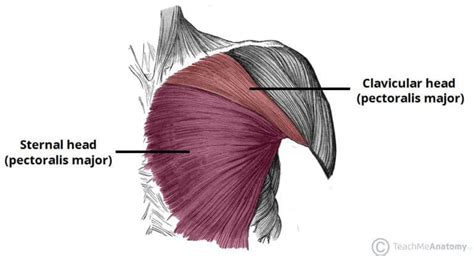 Pectoralis Major: Learn Your Muscles - Custom Pilates and Yoga