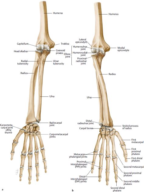 Humerus Ulna Radius Anatomy | Images and Photos finder