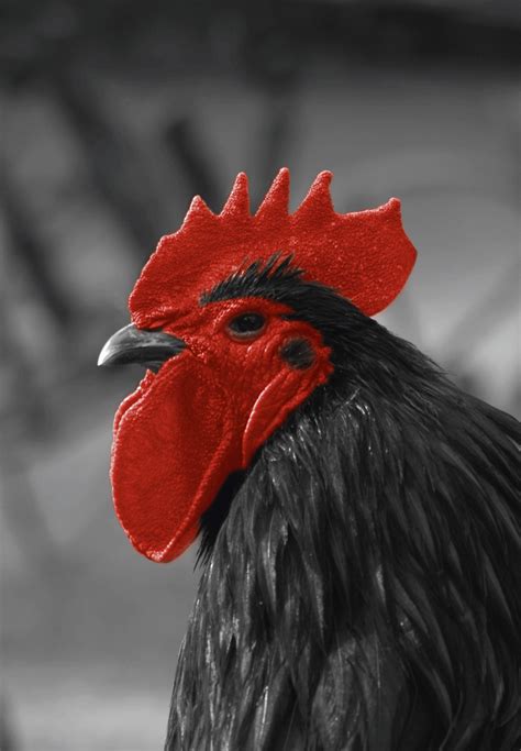 Free Images : bird, wing, farm, flower, portrait, beak, black, feather, chicken, fauna, rooster ...