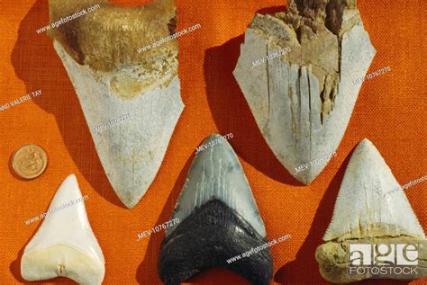SHARK TEETH, fossil of Great White Shark, Stock Photo, Picture And Rights Managed Image. Pic ...