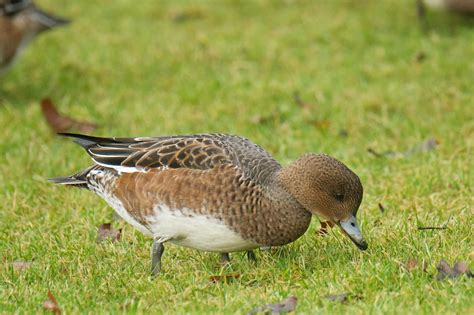 Female Eurasian Wigeon | BirdNote