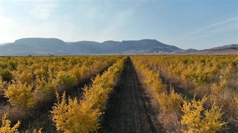 a pomegranate orchard with thousands of pomegranate trees planted ...