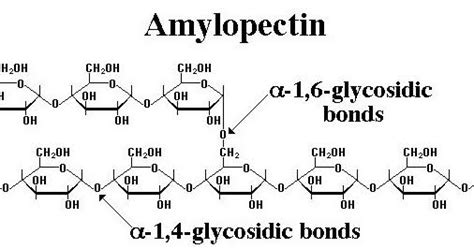 Amylopectin Molecule