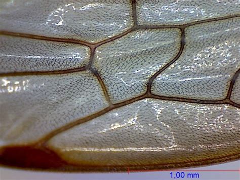 Wasp under the microscope | EpidemicFun.com