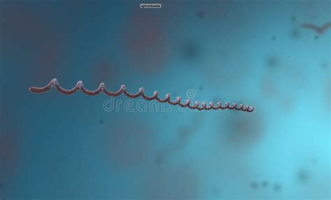 Spirillum is a Bacterium from the Proteobacteria Phylum with a Spiral ...