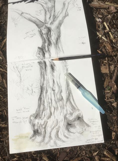 Why I draw trees — Nature Journaling Week