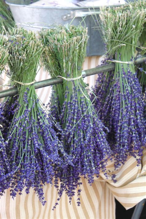 Harvesting and Drying Lavender - The Lavender Homefront