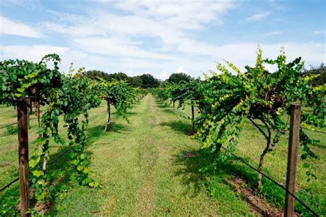 10 Beautiful Vineyards And Wineries In Florida - Florida Trippers