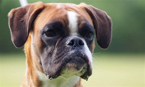 Boxer Dog Names – Great Ideas for Strong & Stuff Boxers – Pet Guide Reviews