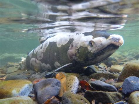 Salmon, close to end of spawning season | Smithsonian Photo Contest ...