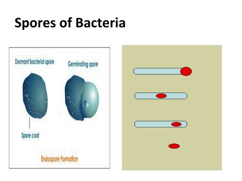 PPT - Bacterial Structure , Function & Genetics PowerPoint Presentation ...