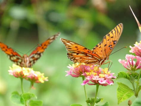 Butterfly Gardens: Flowers And Plants That Attract Butterflies