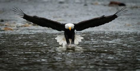 Bald Eagle catching a fish (D850, 500mm PF, f/5.6, 1/1600, ISO 10000) : r/Nikon