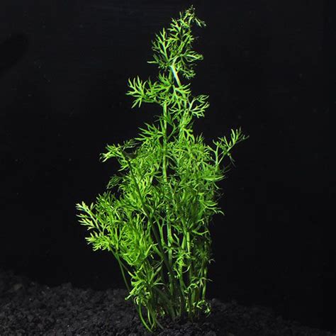 Water Sprite Aquarium Plant: Aquatic Plants for Freshwater Aquariums | Floating plants, Aquatic ...