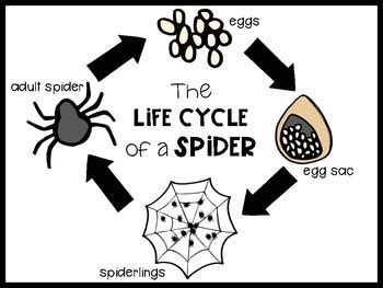 Life Cycle of a Spider by Bookish Play Kids | TPT