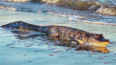 Big alligator seen on Texas beach near Galveston | khou.com