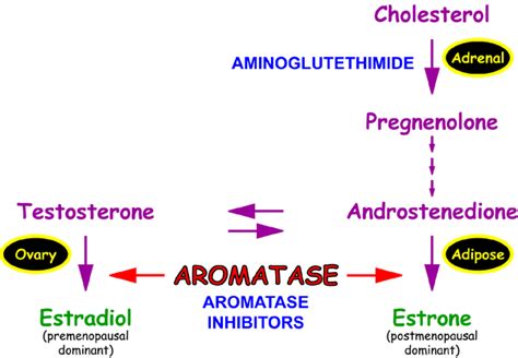 Aromatase Inhibitors? - Conners ClinicConners Clinic