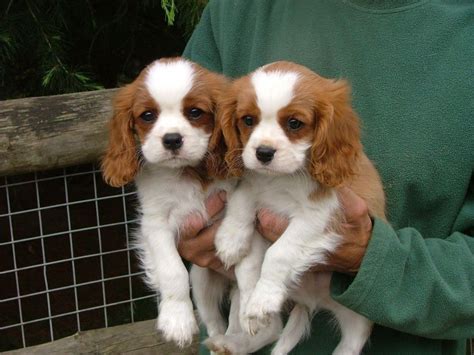 Buy/Sell King Charles spaniel Puppies - Adopt Puppy Online In India | King charles cavalier ...