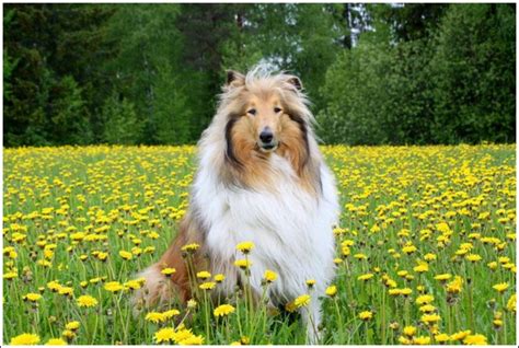 Rough Collie - Facts, Pictures, Puppies, Rescue, Temperament, Breeders ...