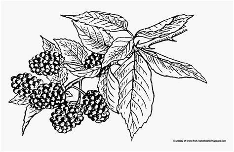 Transparent Fruits Clipart Black And White - Black Berries Clipart ...