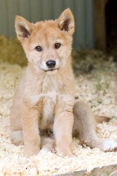 Dingo Pups Pad Around in Perth | Dingo dog, Unusual animals, Zooborns