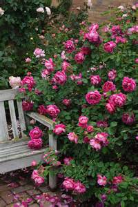 Old English Rose Varieties to Grow | HGTV