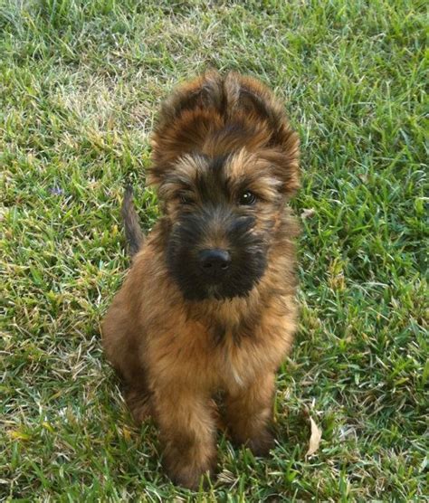 Briard Puppy Digital File by ForestCreekGifts on Etsy, $0.99 | Briard puppies, Pet dogs, Puppies