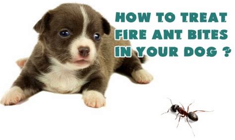 How to Treat Fire Ant Bites in Your Dog ? - Ant Bites