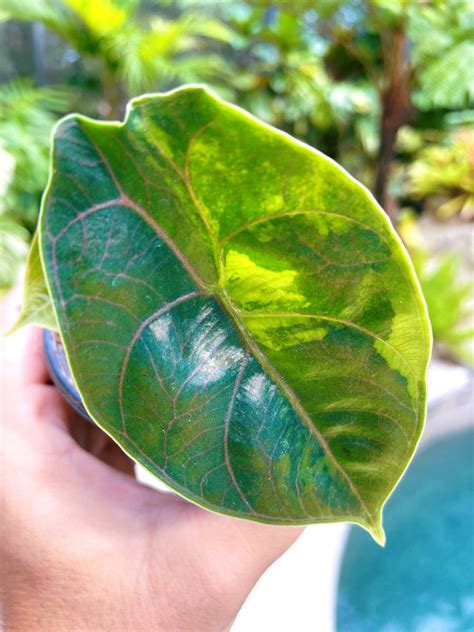 RARE Variegated Alocasia Azlanii Jewel Elephant Ear Tropical - Etsy