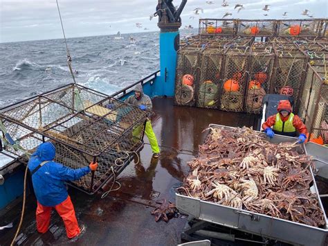 Alaska's snow crabs have disappeared. Where they went is a mystery ...