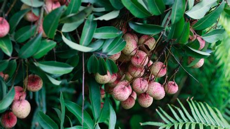 Vietnam’s Successful Lychee Season Ends, Dragon Fruit Still in Trouble ...