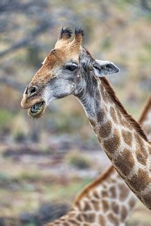 Funny giraffe | And now, a portrait of a giraffe! | Tambako The Jaguar | Flickr