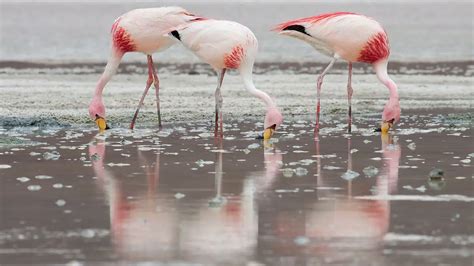 James's Flamingo | The Animal Facts | Appearance, Diet, Habitat, Lifespan