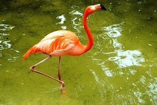 West Palm Beach Zoo | Bob B. Brown | Flickr