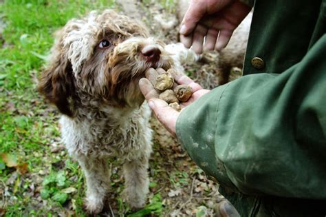 16 of the Most Adorable Truffle Hunting Dogs | Truffle hunting, Hunting ...