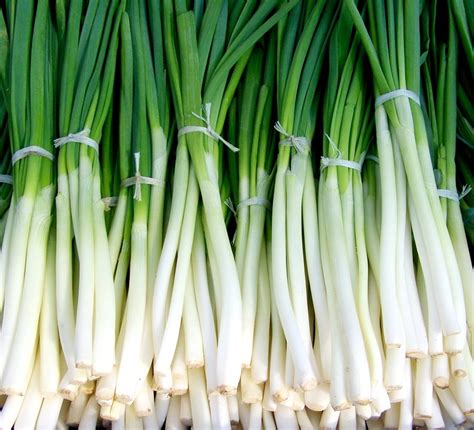 Guide to Growing Green Onions