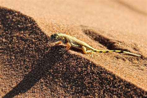 Gecko Desert Sand To - Free photo on Pixabay - Pixabay