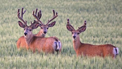 "A Tribute to North Dakota" Wildlife and landscape compilation - YouTube