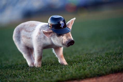 St. Paul Saints introduce its latest pig mascot, ‘Space Ham’ – Twin Cities