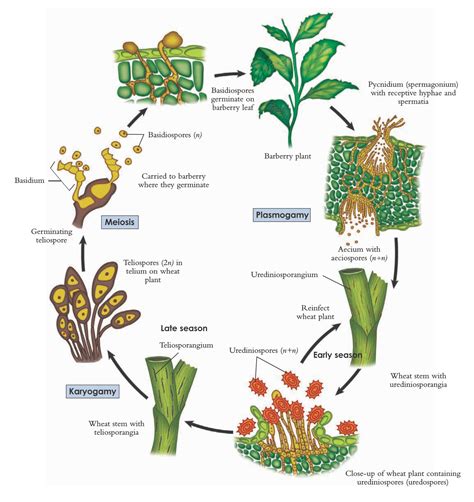 The life cycle of wheat rust, Puccinia graminis | Plant pathology, Plant science, Life cycles