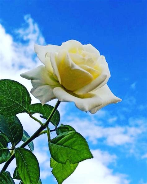 Rose🩵🤍 | Rose flower pictures, Beautiful flowers wallpapers, Flower aesthetic