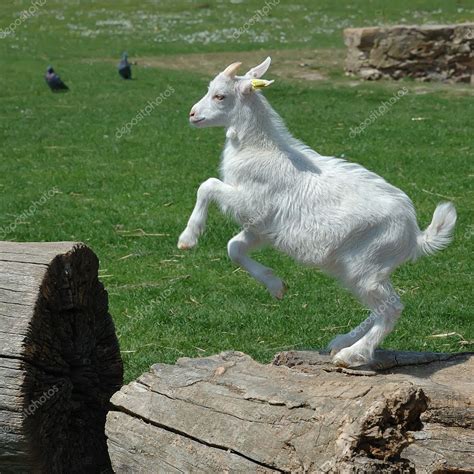 Baby Goat jumping — Stock Photo © photomaru #3254500