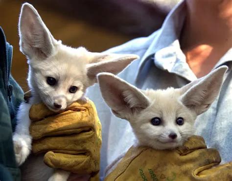 10 Pygmy Animals You Can Take As Pets And You Won't Regret It