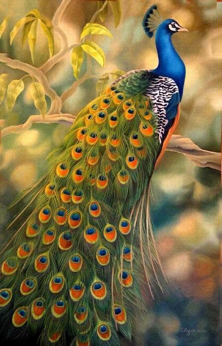 17 Best images about Peacock blue on Pinterest | Peacocks, Feathers and Clip art