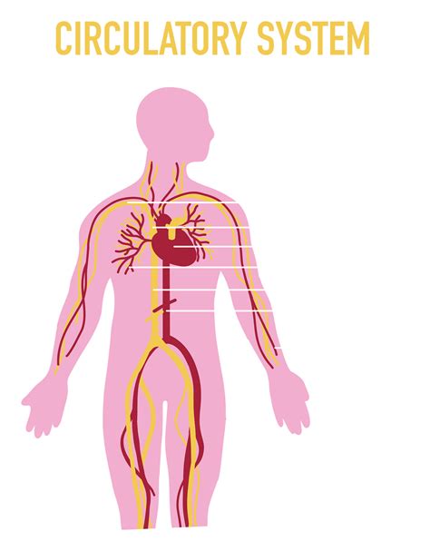 Illustration of Human Circulatory System 23545815 PNG